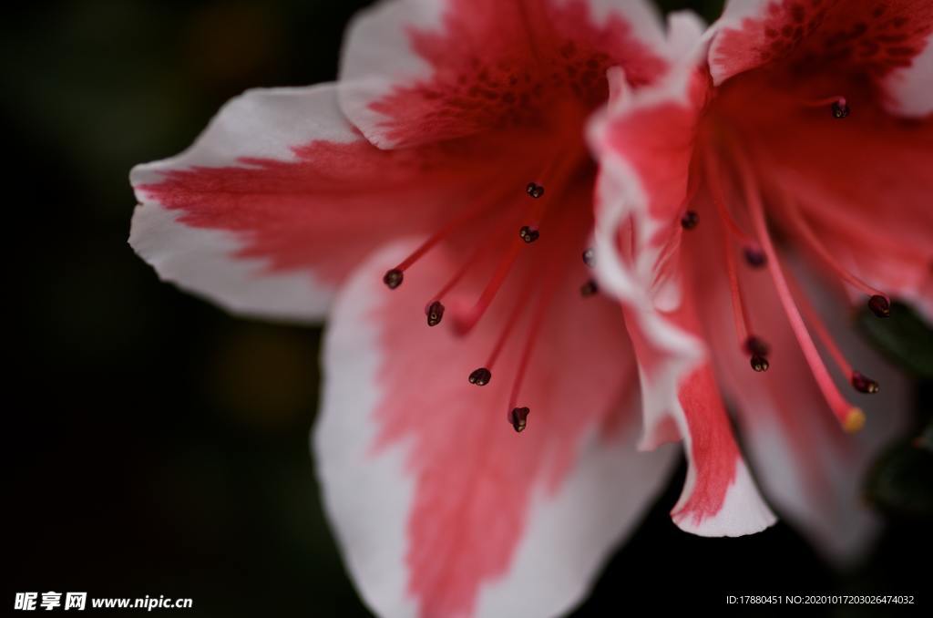 花卉