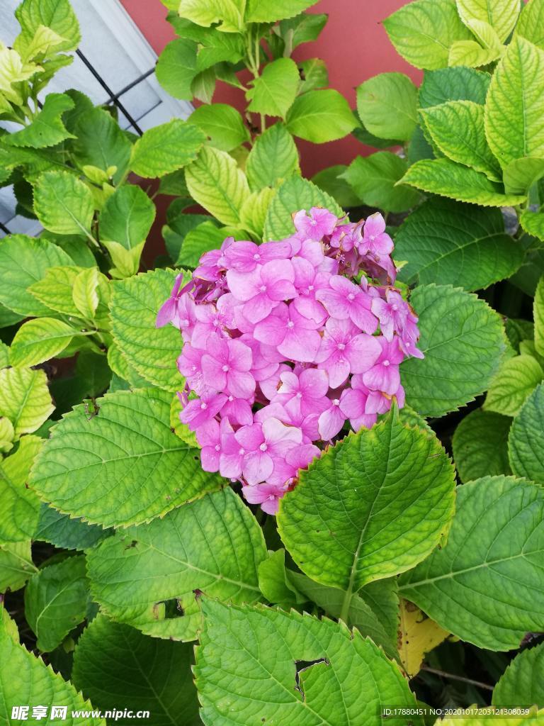 花卉