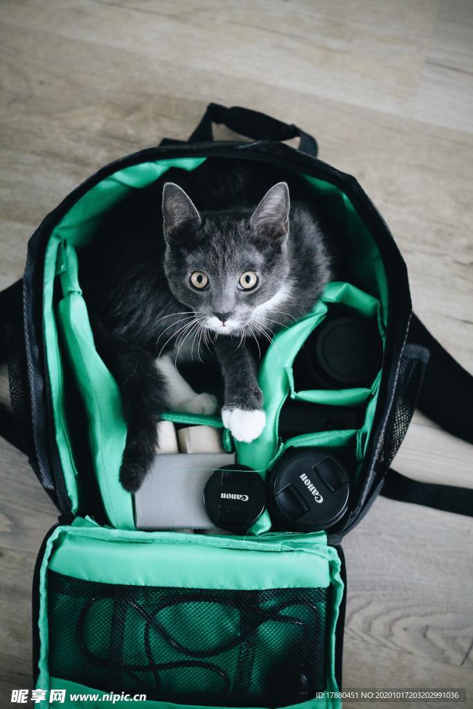 猫