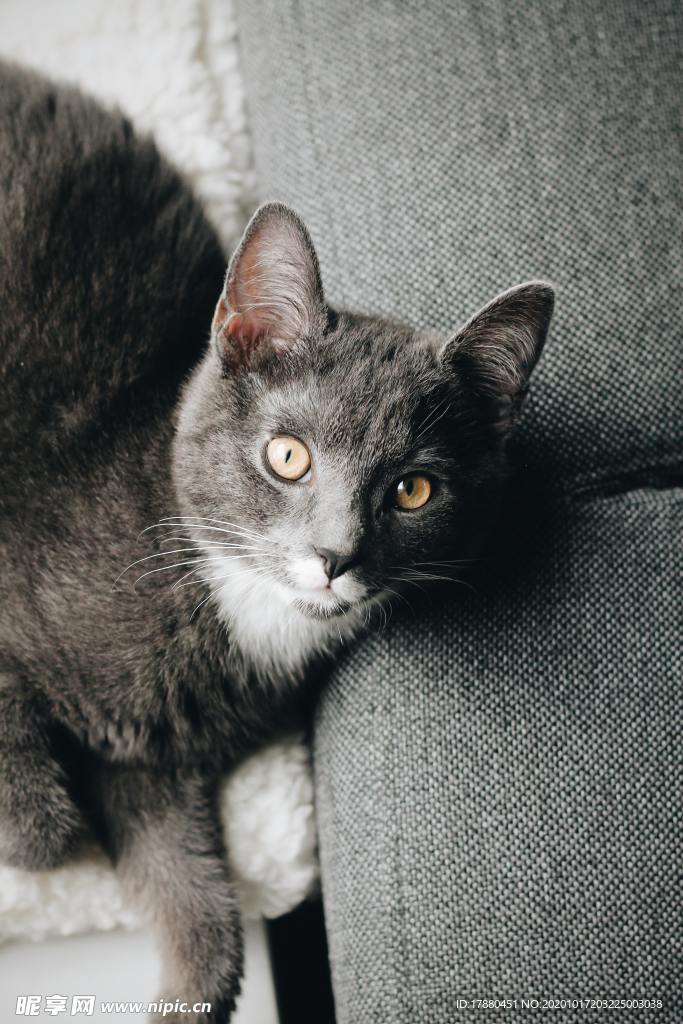 猫