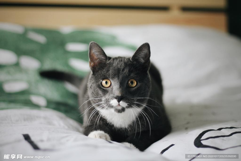 猫