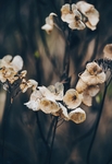 花卉