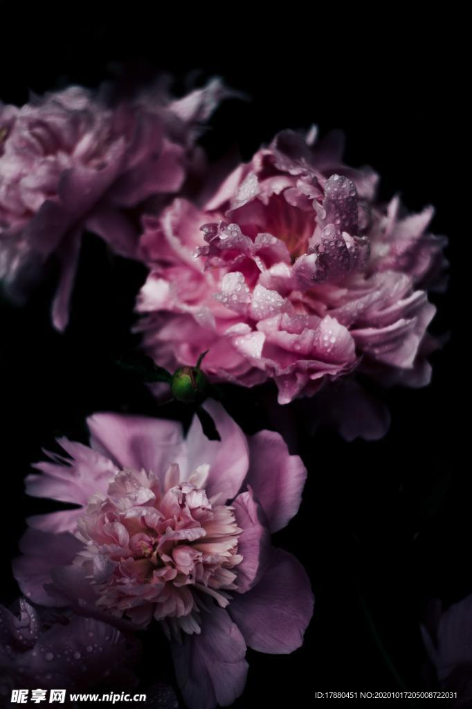 花卉