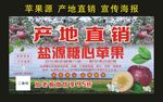 盐源糖心苹果 宣传海报