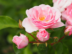 玫瑰花
