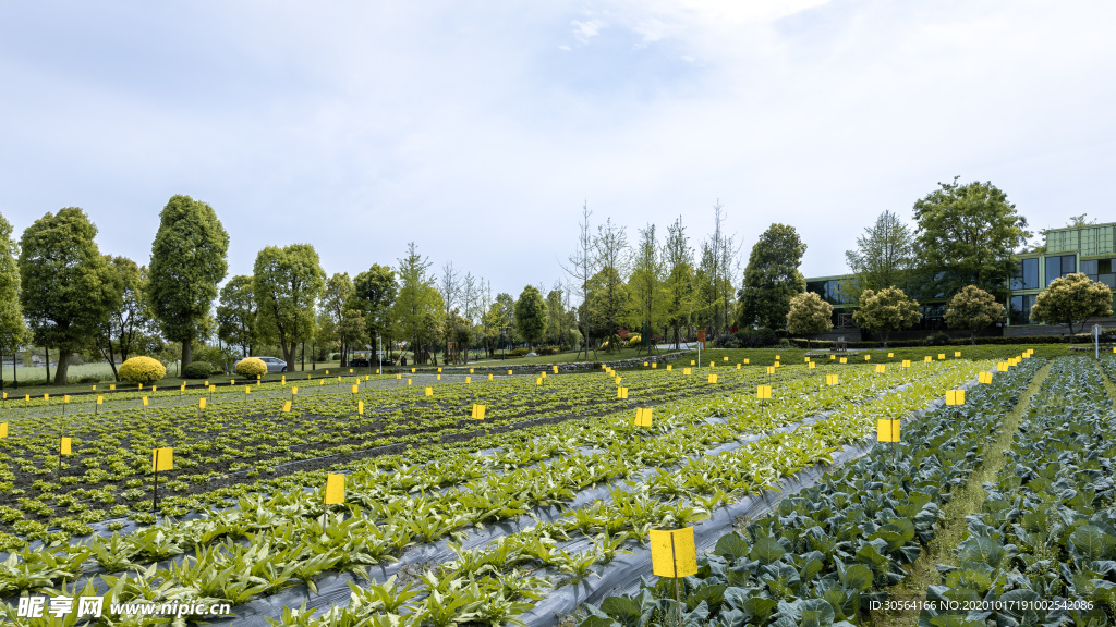户外种植农业背景海报素材