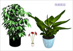 盆栽植物