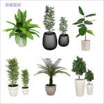 盆栽植物