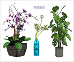 盆栽植物