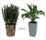 盆栽植物