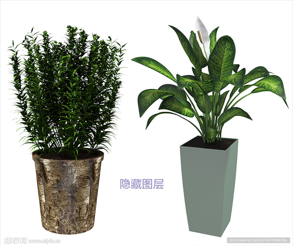 盆栽植物