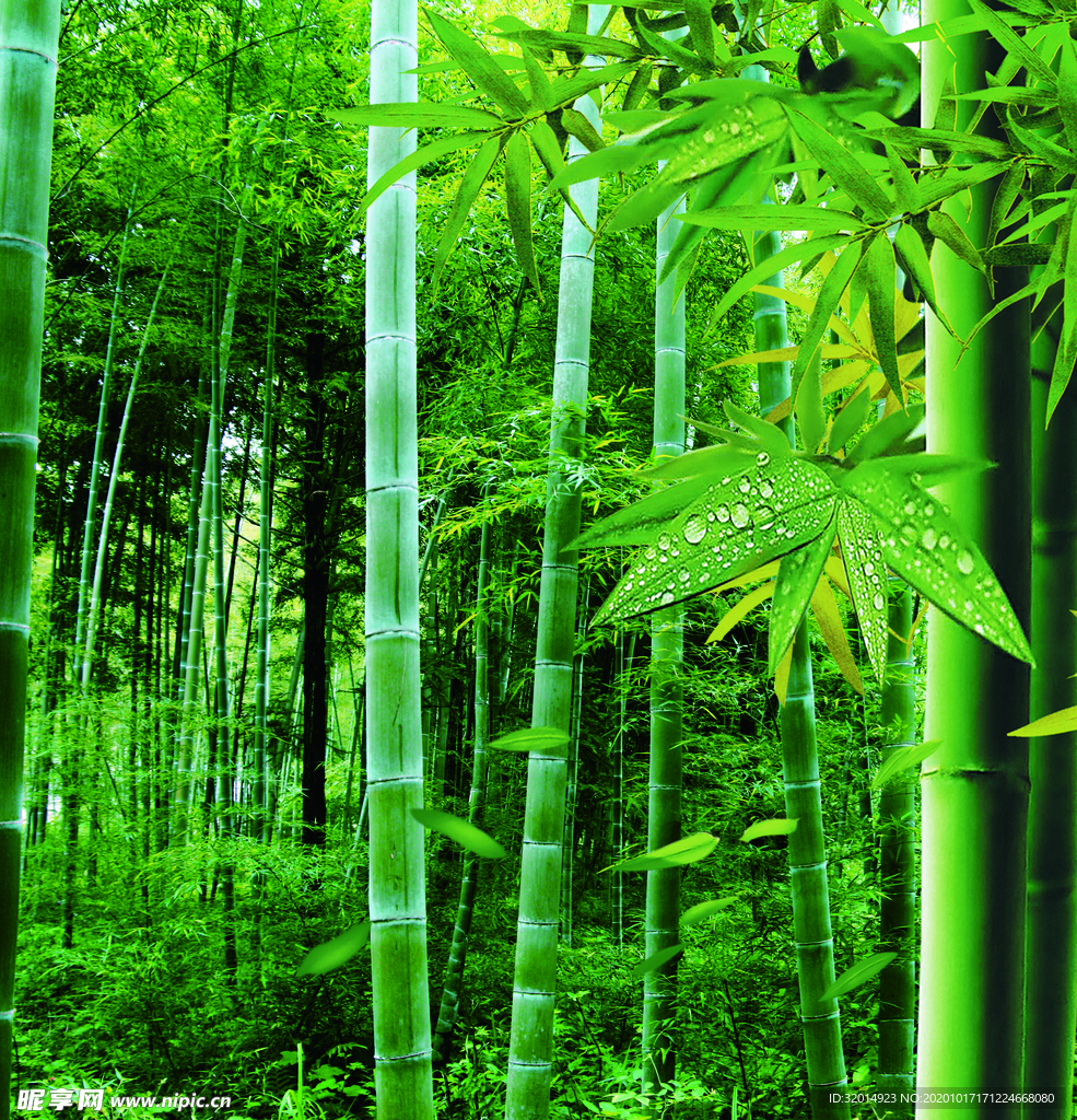竹子图片