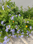 红花酢浆草