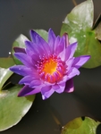 睡莲