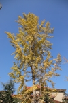 银杏树