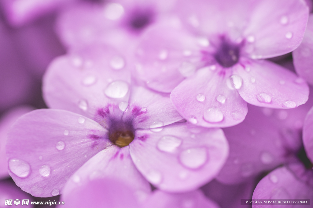 鲜花