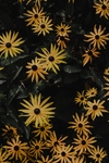 花卉