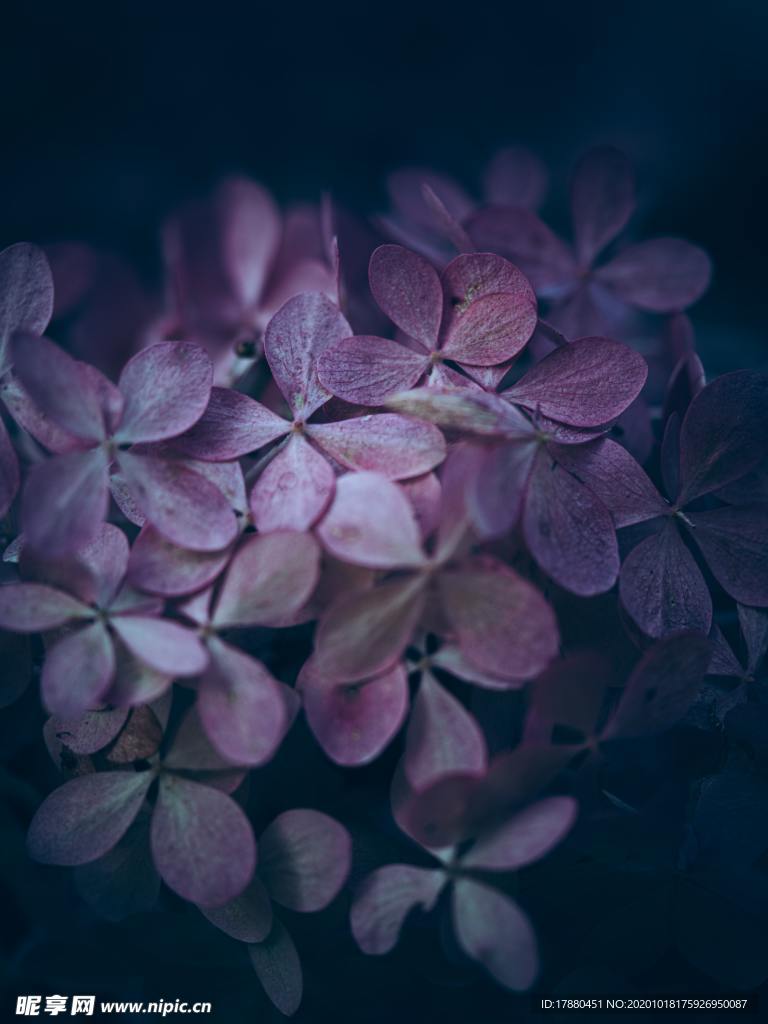 花卉