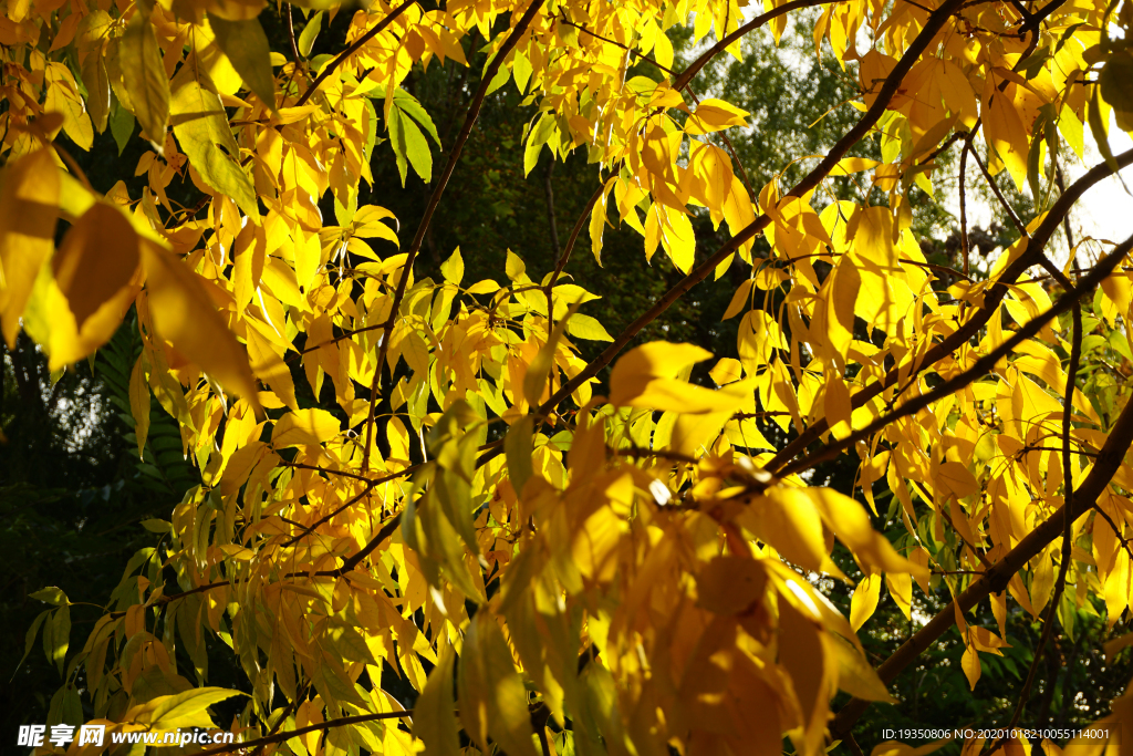 秋天阳光下的黄色枝叶叶子