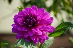大丽花
