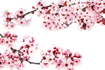 樱花png 高清樱花图片 樱花