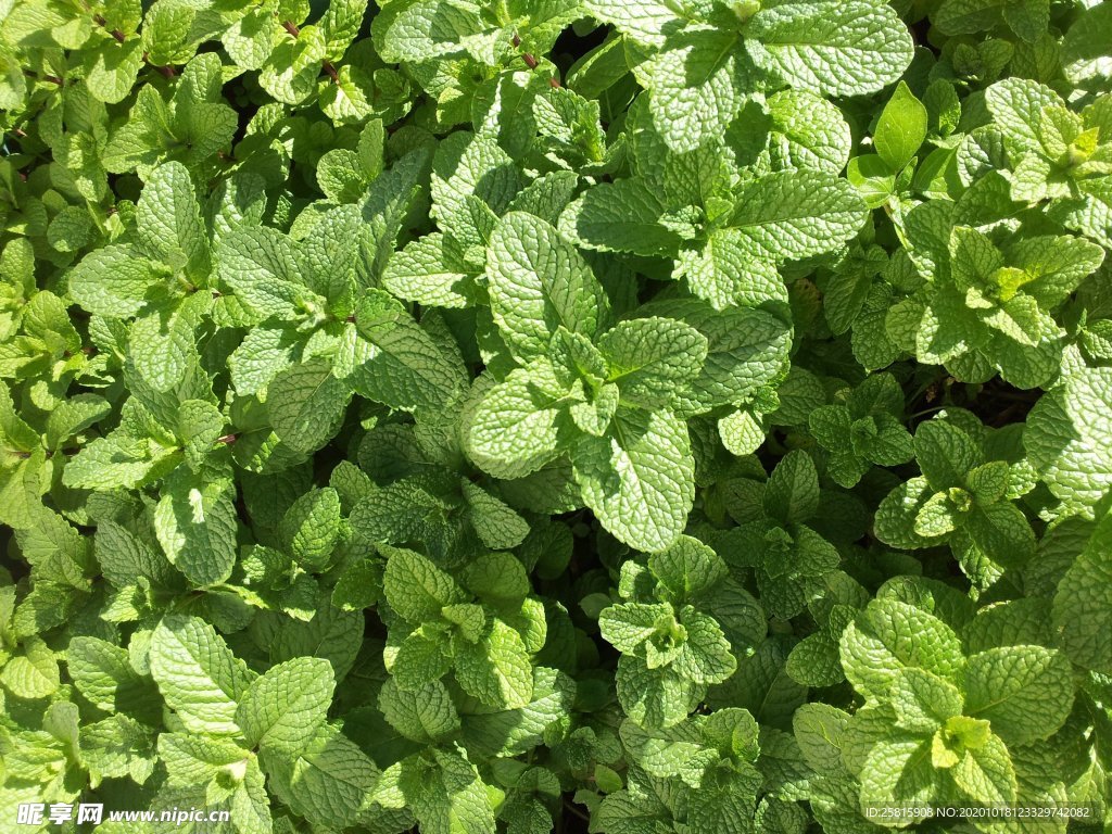 薄荷