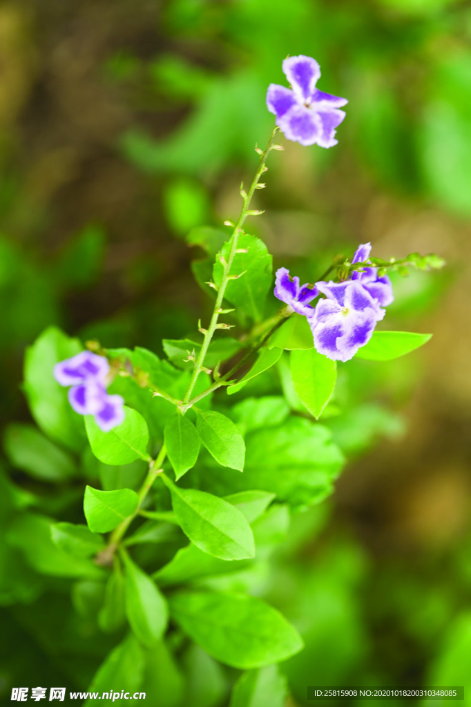 花草茶叶