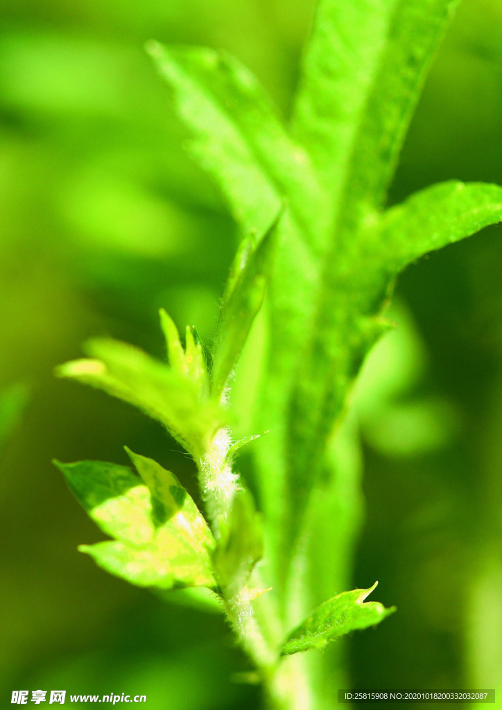 花草茶叶