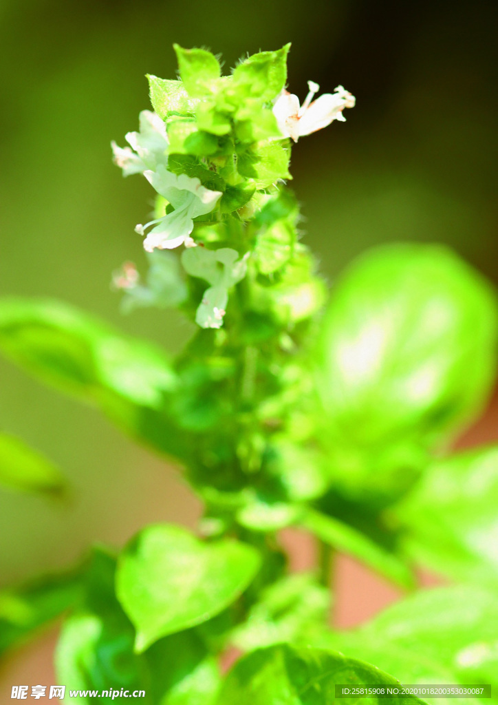 花草茶叶