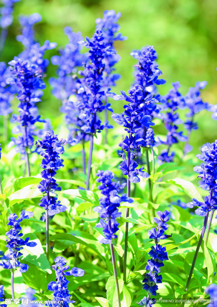 花草茶叶