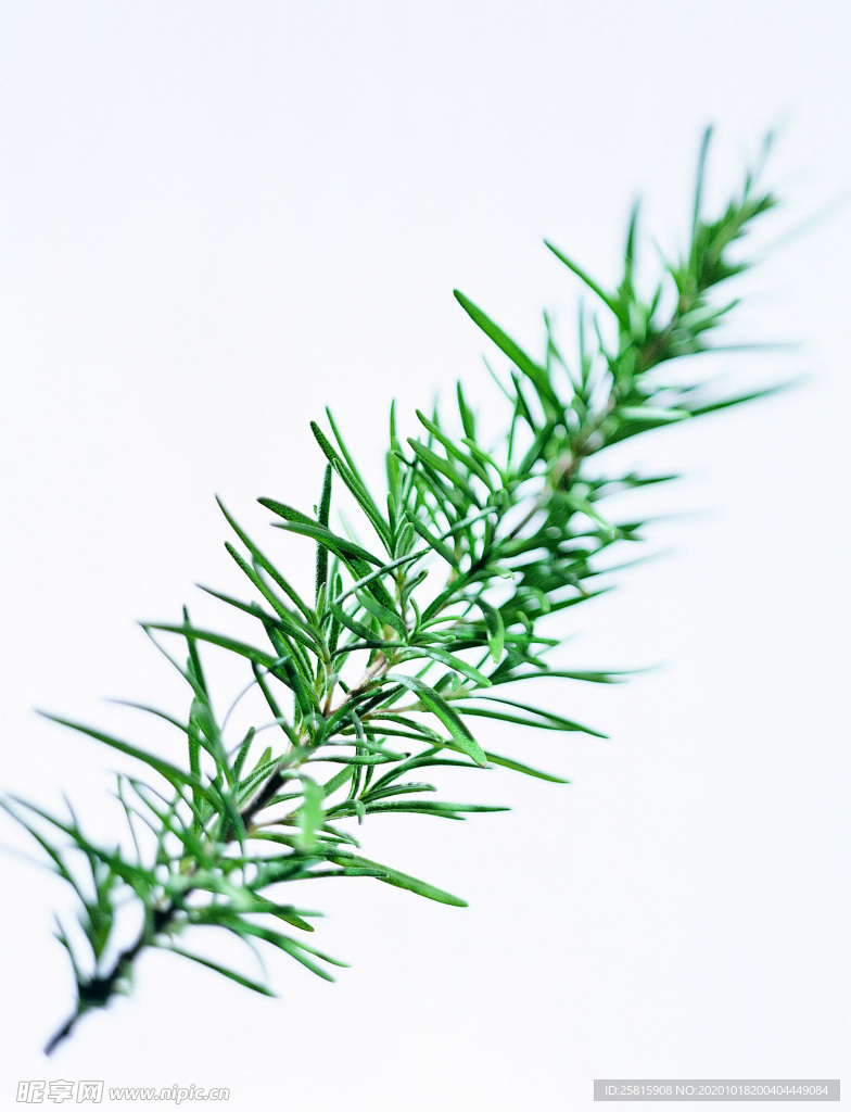 花草茶叶