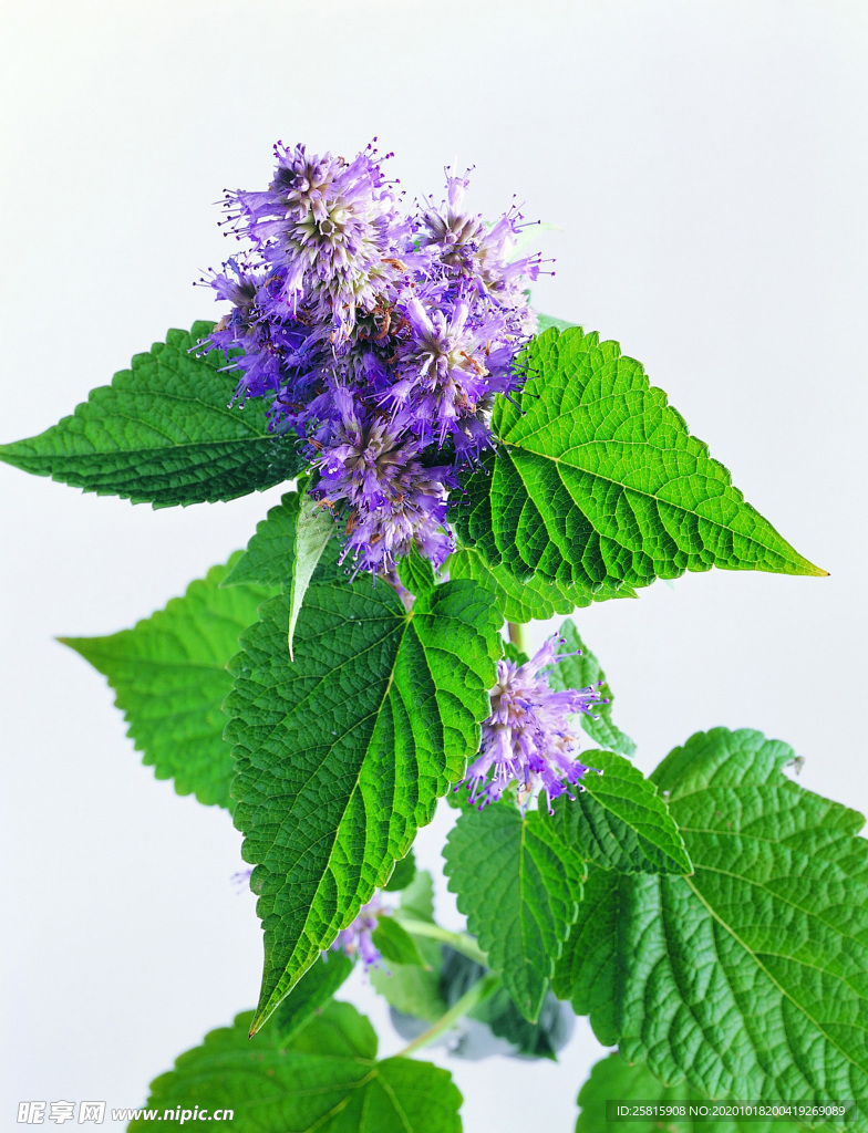 花草茶叶