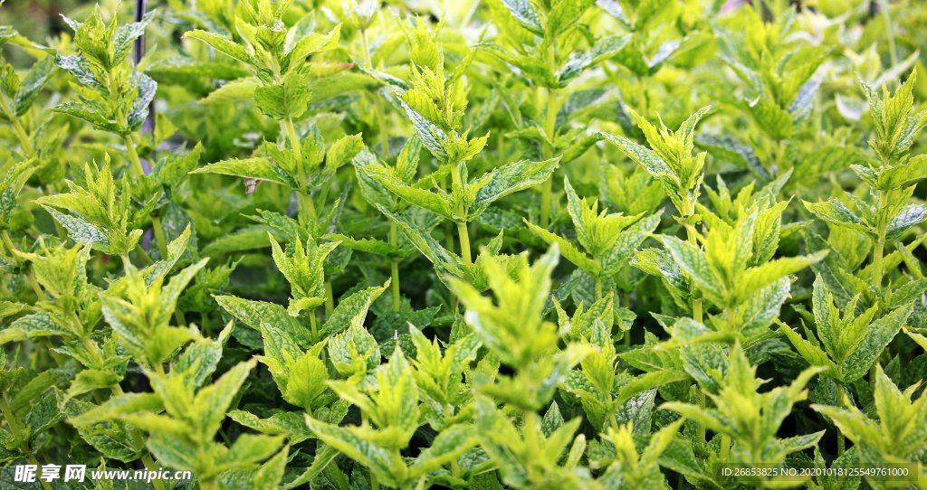 薄荷