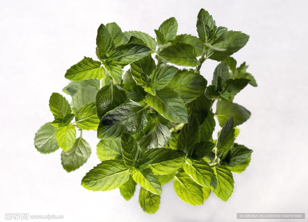 薄荷