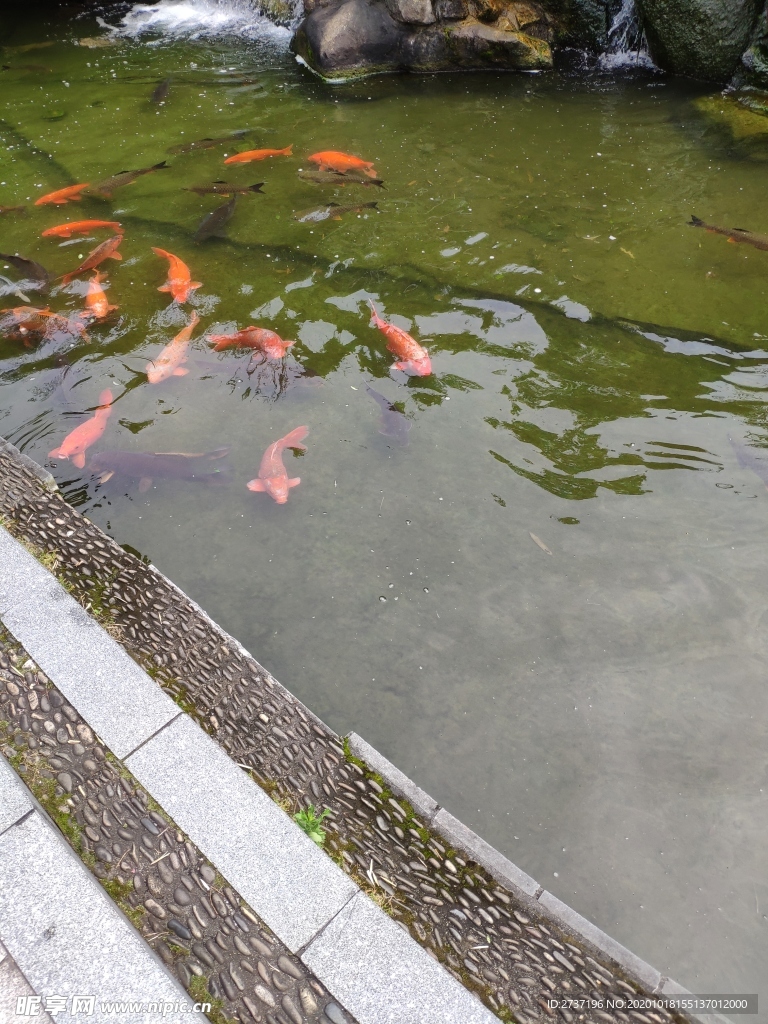 金鱼