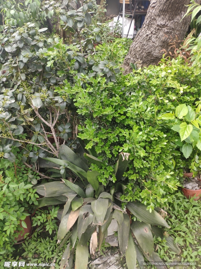 绿植