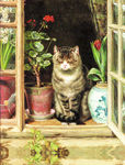 猫