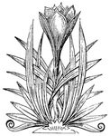 中西式雕花