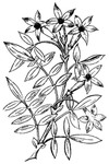 中西式雕花