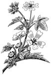 中西式雕花