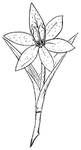 中西式雕花