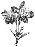 中西式雕花