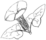 中西式雕花
