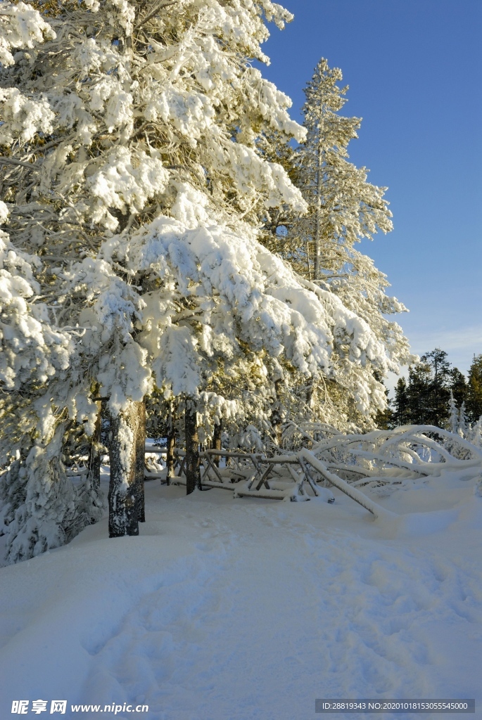 雪压大树