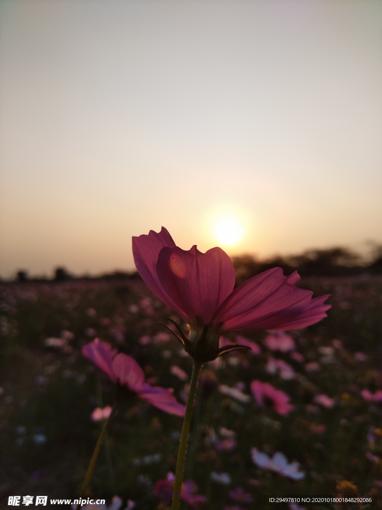 格桑花