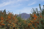 沙棘园后是大山