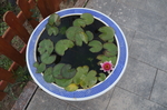 水缸里的荷花
