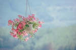 花篮