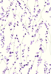 小碎花 小花
