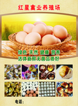 禽业宣传单 活珠子